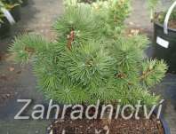 modřín - Larix kaempferi 'Tunis'