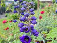 Delphinium Delphina Dark Blue / Black Bee