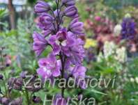 Delphinium Delphina Pink White