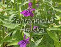 Lobelia speciosa Starship Blue