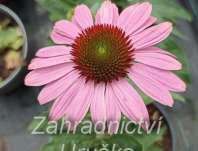 Echinacea purpurea Praire Splendor Compact Cream Crush