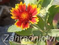 Gaillardia aristata Babrican Yellow Red Ring