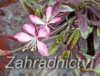 Gaura lindheimeri Rosy Jane