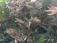 Actaea simp. Black Negligee