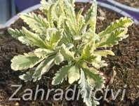 Lavandula allardii Meerlo
