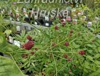 Sanguisorba officinalis Tanna