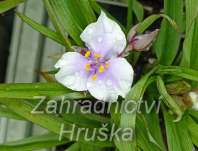 Tradescantia andersoniana Billberry Ice