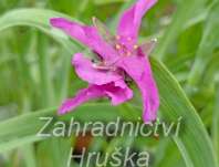 Tradescantia andersoniana Red Grape