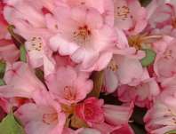 Rhododendron Wine and Rose