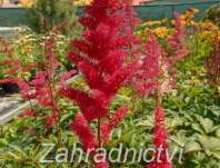 Astilbe arendsii Etna
