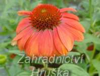 Echinacea purpurea Papallo Classic Orange Rose