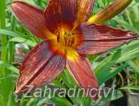 Hemerocallis Black Prince