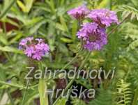 Verbena rigida Venosa Lilac