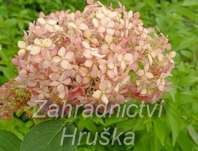 hortenzie - Hydrangea arborescens 'Pink Percussion'
