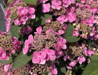 hortenzie - Hydrangea serrata 'Blue Clouds'