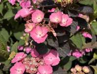 hortenzie - Hydrangea serrata 'Daredevil'