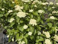 kalina - Viburnum dentatum 'Blue Muffin'