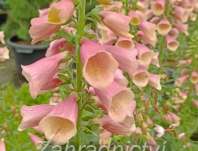 Digitalis purpurea Artic Fox Rose