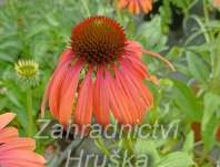 Echinacea Rainbow Marcella