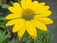Echinacea Sombrero Lemon Yellow Echinacea Sombrero Lemon Yellow