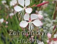 Gaura lindheimeri Gambit Rose Bicolor