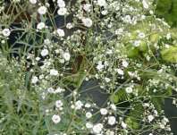 Gypsophila paniculata Festival White Gypsophila paniculata Festival White