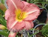 Hemerocallis Matrousjka