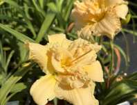 Hemerocallis Schnickel Fritz