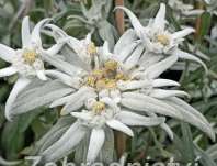 Leontopodium alpinum