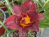 Hemerocallis Voodoo Dancer