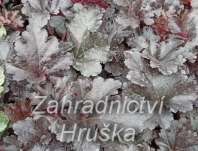 Heuchera Black Forest Cake
