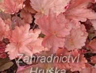 Heuchera Peachberry Ice
