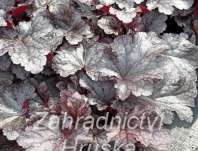 Heuchera Plum Pudding