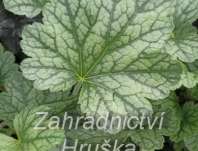 Heuchera Rex Pepermint
