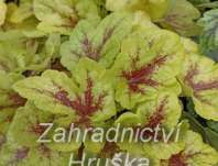Heucherella Mojito