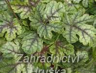 Heucherella Tapestry