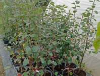 muchovník - Amelanchier Smoki