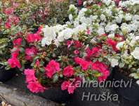 Azalea japonica 'Duo' - Schneeperle + Tornella