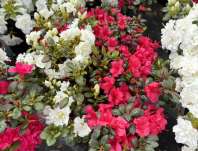 Azalea japonica 'Duo' - Schneeperle + Maruschka