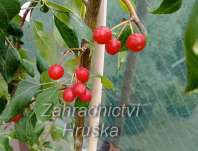 jabloň - Malus 'Red Jade'