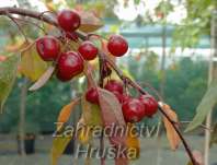 jabloň - Malus 'Royal Beauty'
