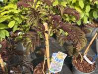 albízie - Albizia julibrissin 'Summer Chocolate'