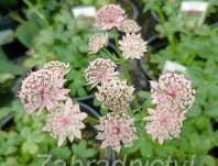 Astrantia major Star of Fire