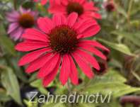Echinacea Prima Ruby