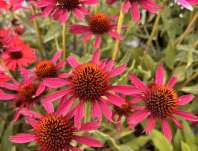 Echinacea Prima Spider