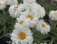 Leucanthemum superbum Macaroon