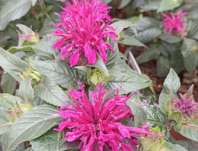 Monarda didyma Balmy Purple Red