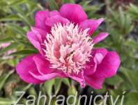 Paeonia lactiflora White Cap