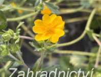 Potentilla crantzii