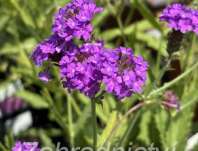 Verbena rigida Dazzling Night